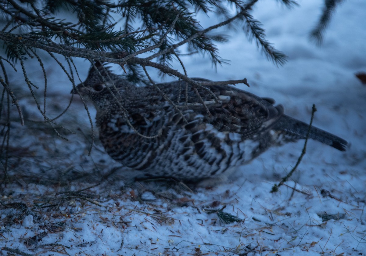 Ruffed Grouse - bj worth