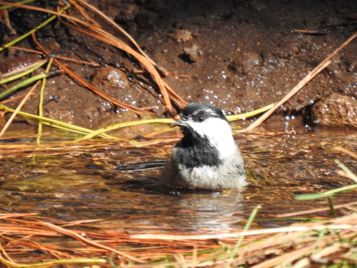 chickadee sp. - ML509745731