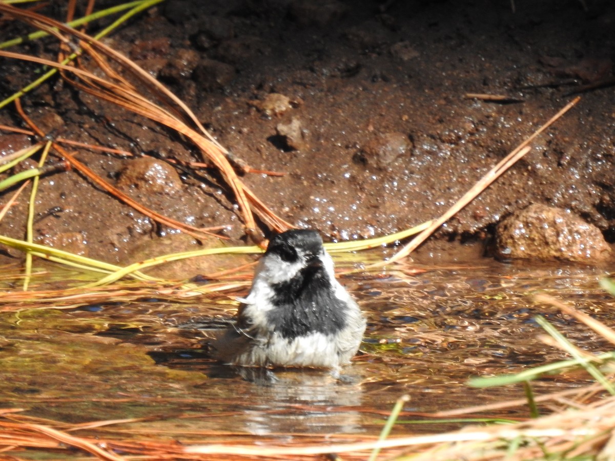 chickadee sp. - ML509745781