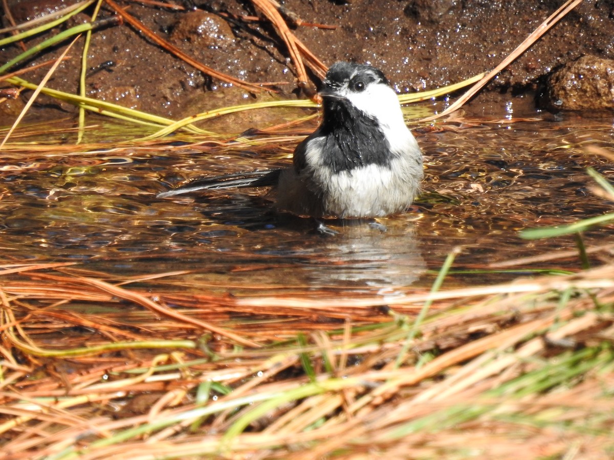 chickadee sp. - ML509745801