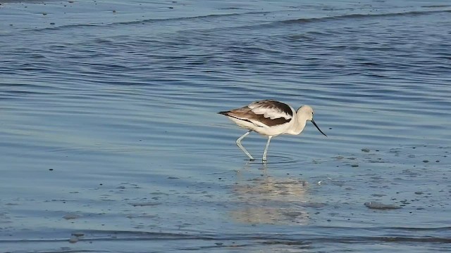 American Avocet - ML509746581