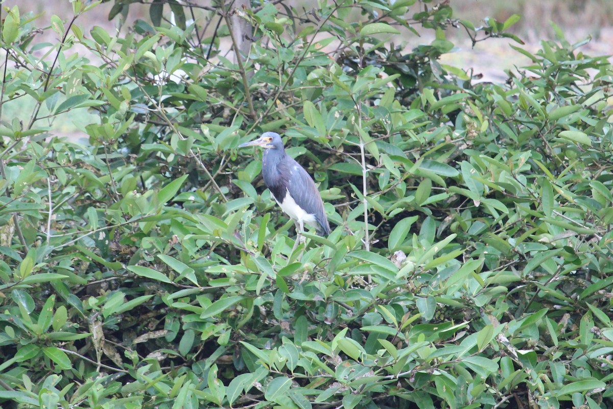 Tricolored Heron - ML509746671