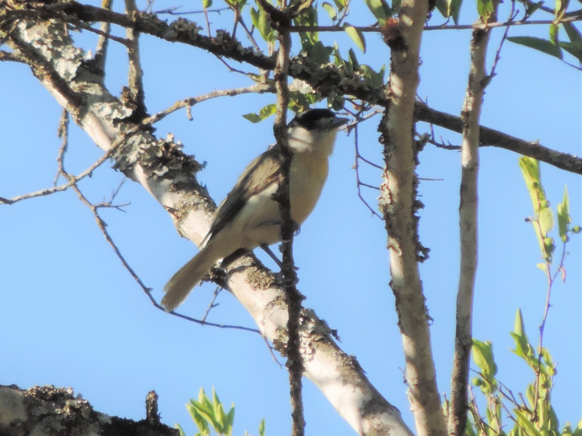 Green-backed Becard - Nazareno Yunes Del Carlo