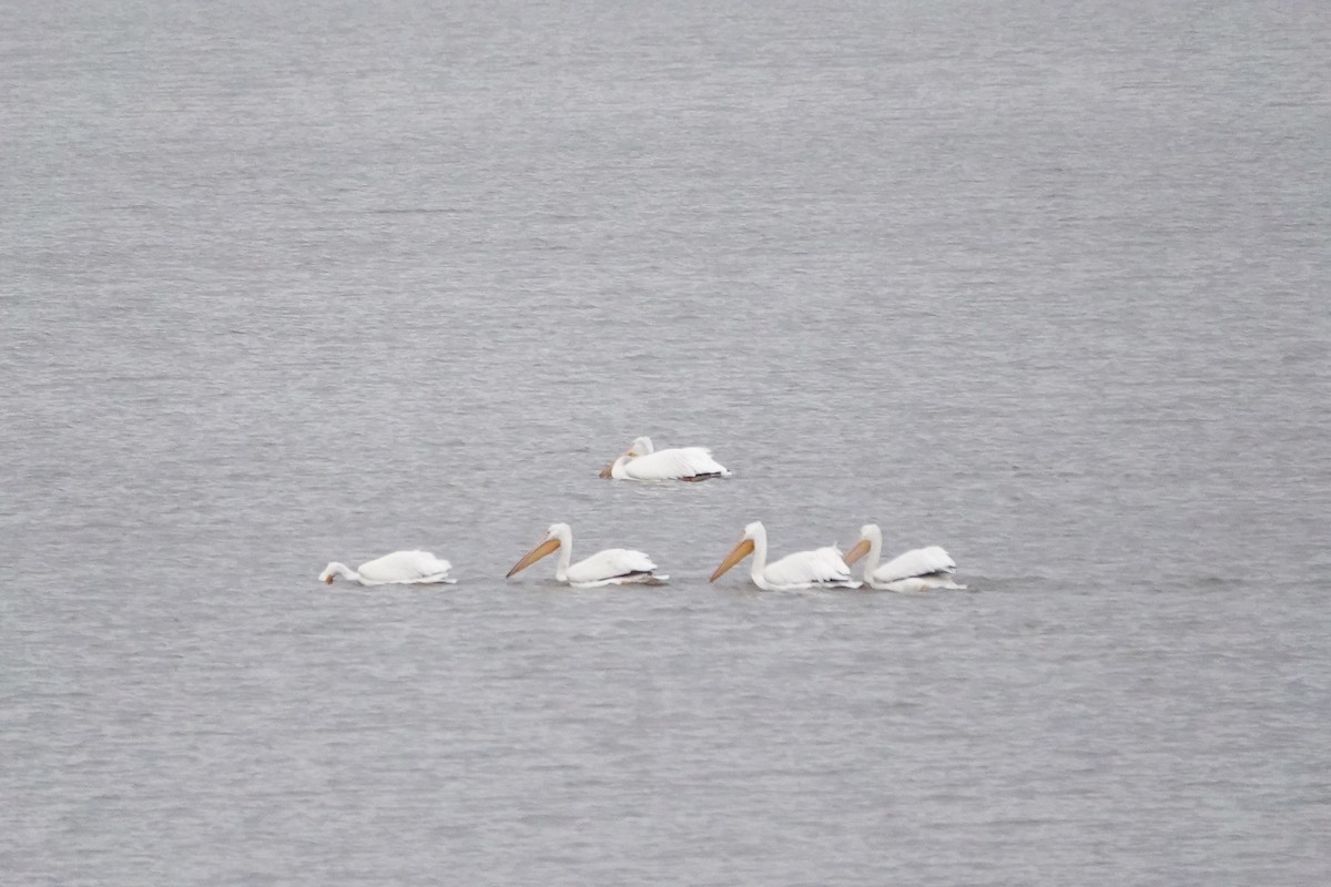 American White Pelican - ML509747991