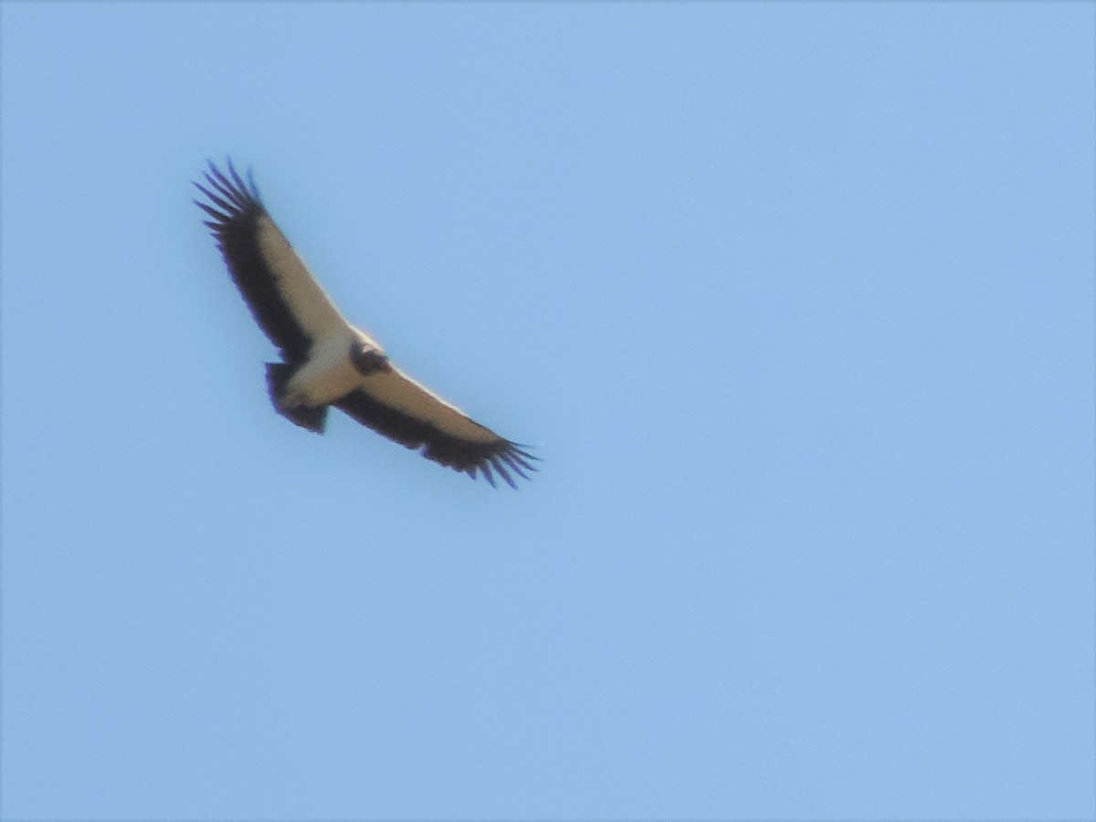 King Vulture - Nazareno Yunes Del Carlo