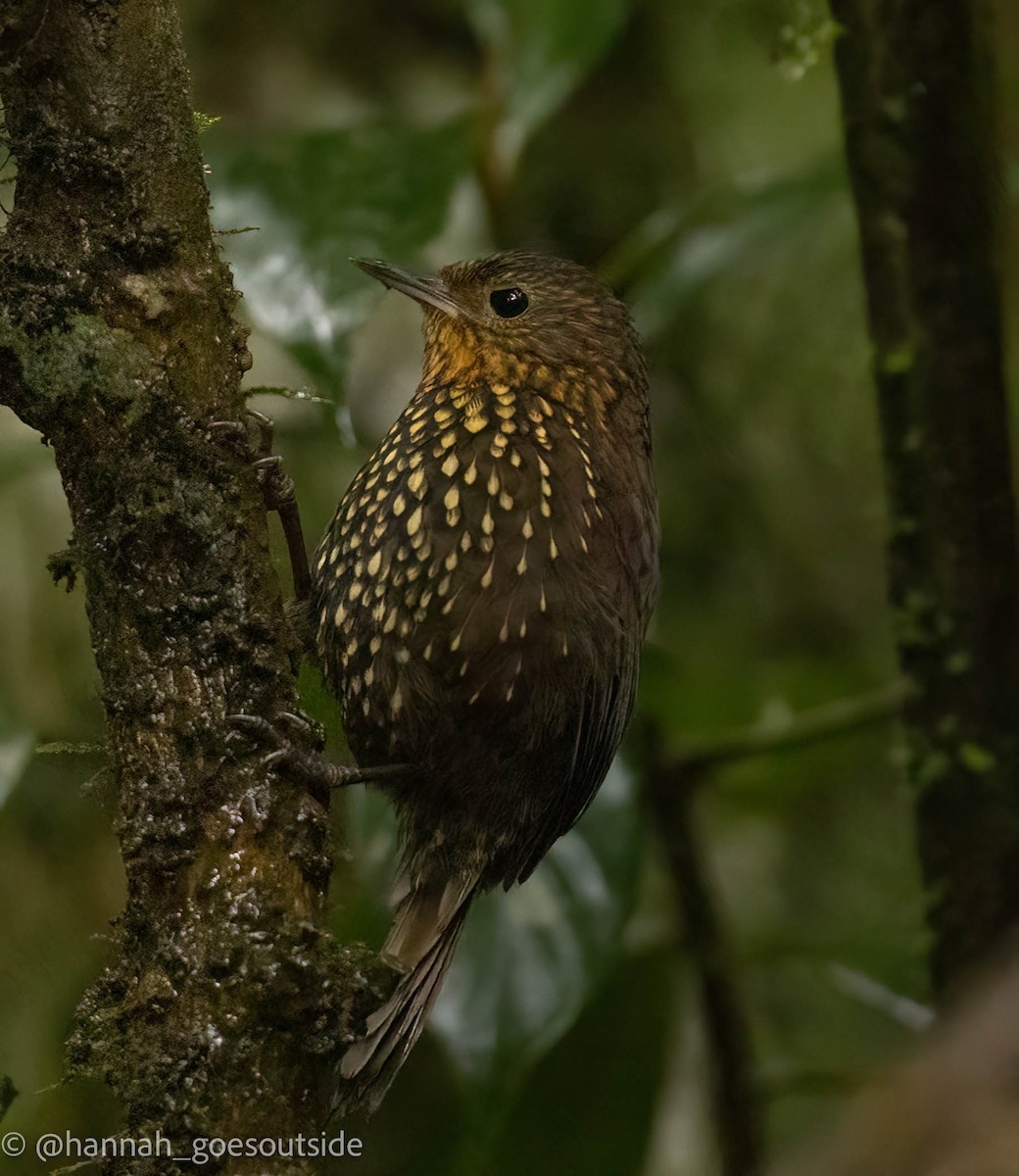 Spotted Barbtail - ML509749831