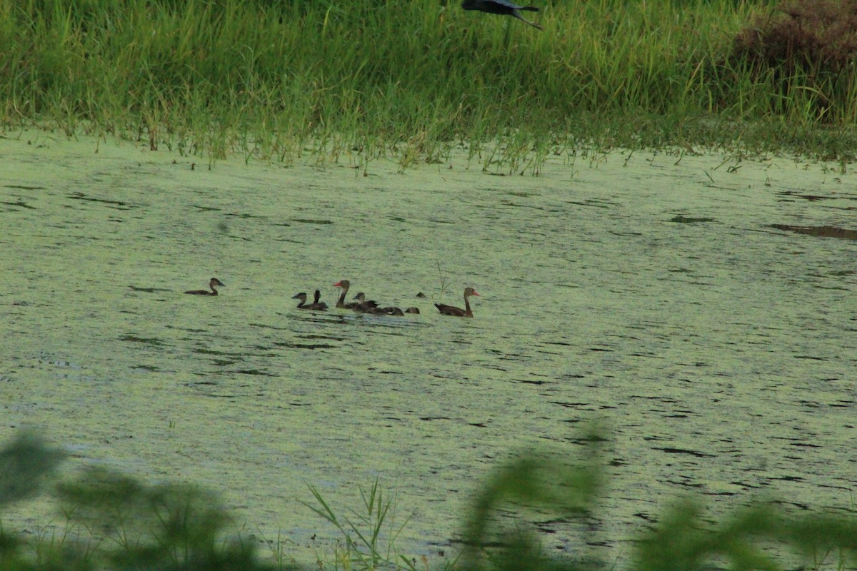 Dendrocygne à ventre noir - ML509752761