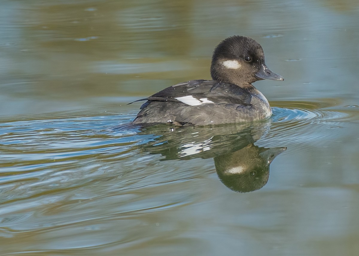 Bufflehead - Barbara Swanson