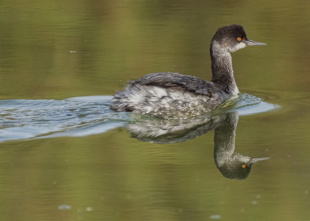 Eared Grebe - Barbara Swanson