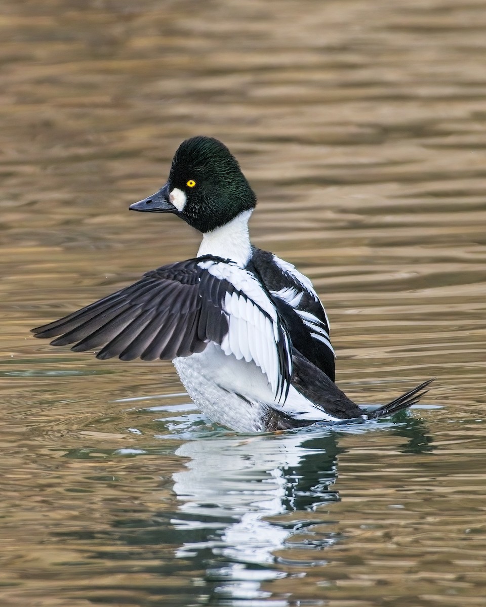 Common Goldeneye - James Moodie