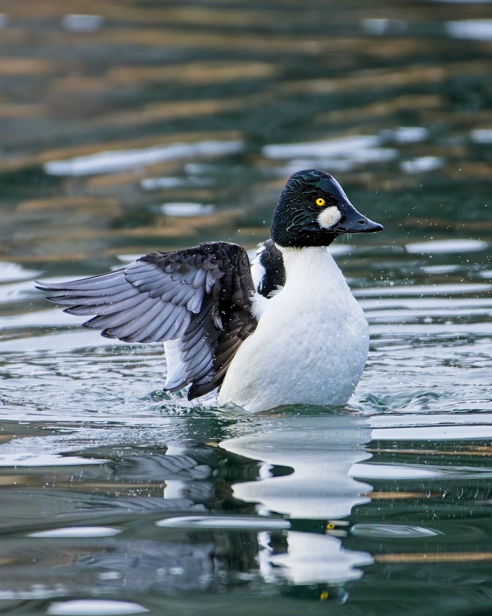 Common Goldeneye - James Moodie