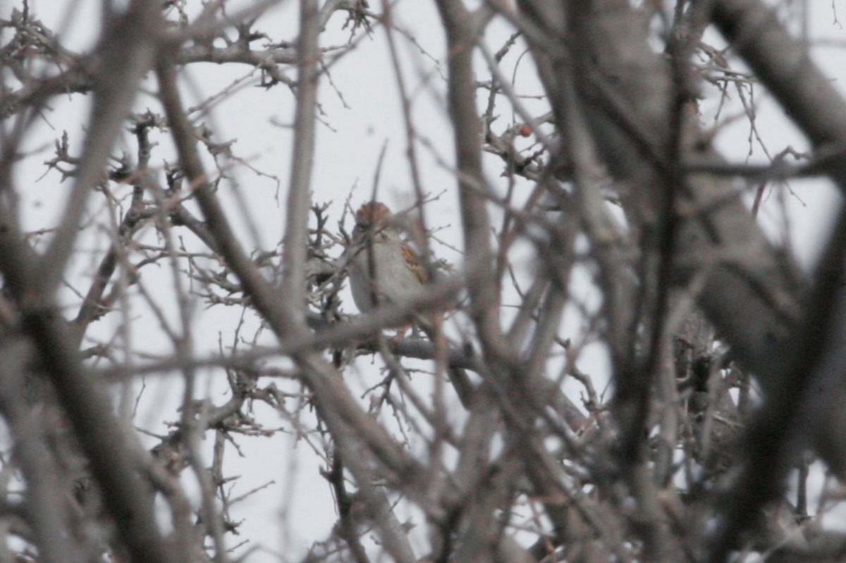 Rufous-winged Sparrow - Wyatt Egelhoff