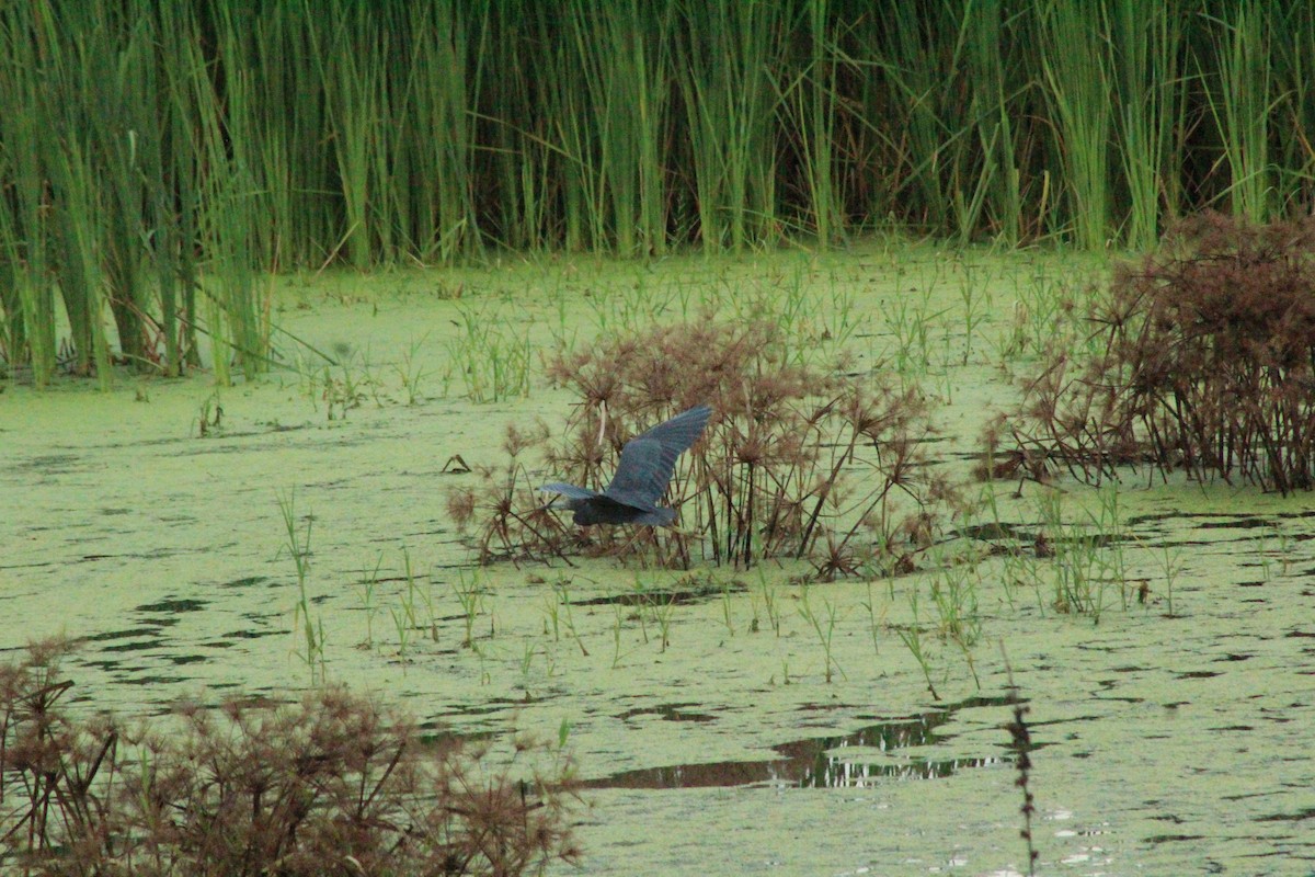 Little Blue Heron - ML509754351