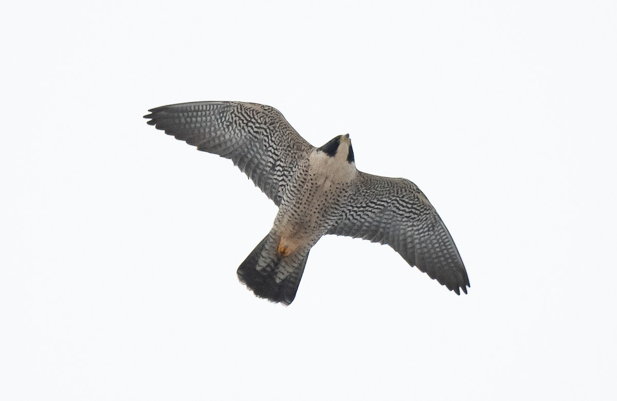 Peregrine Falcon - Mark Gardiner