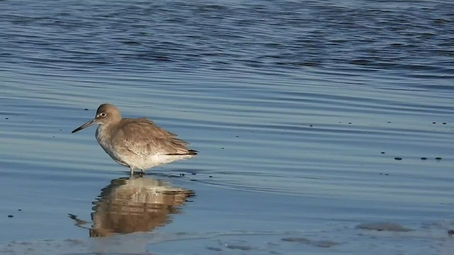 Willet - ML509758851