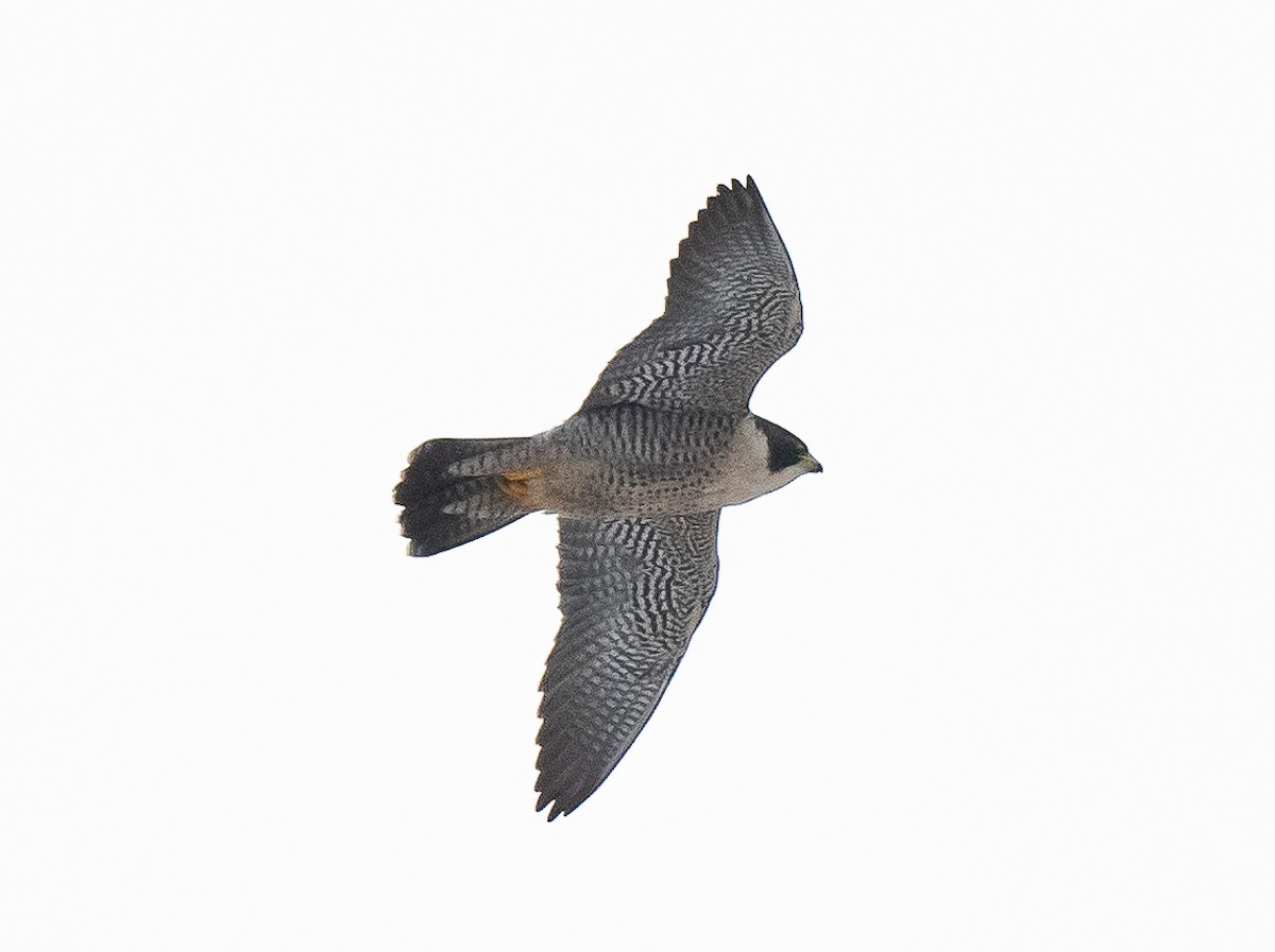 Peregrine Falcon - ML509759251