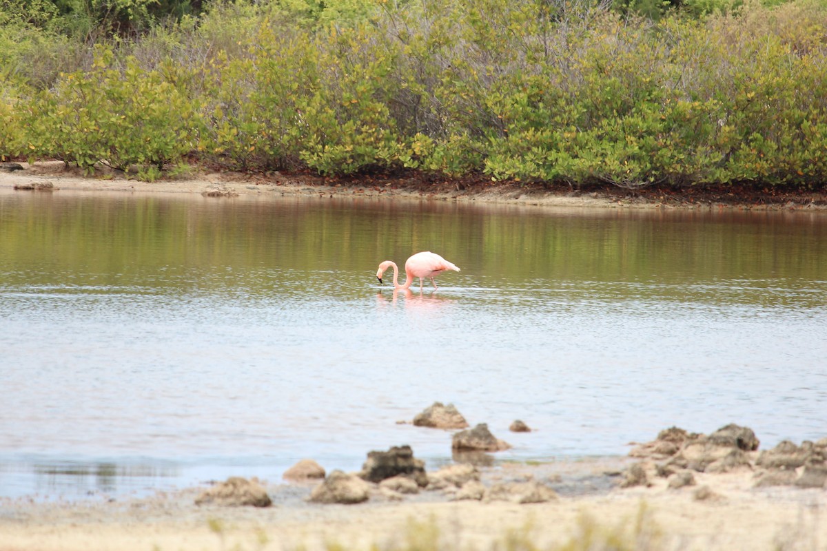 American Flamingo - ML509759581
