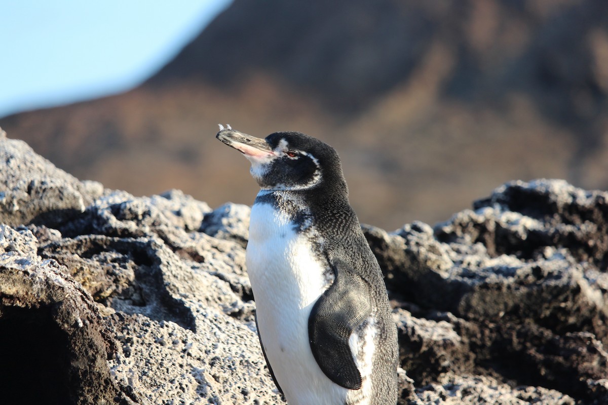 Galapagos Penguin - Christopher Moser-Purdy