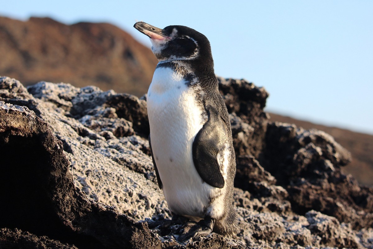 Galapagos Penguin - Christopher Moser-Purdy