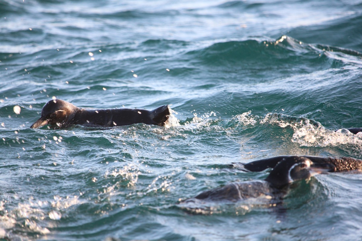 Manchot des Galapagos - ML509760821