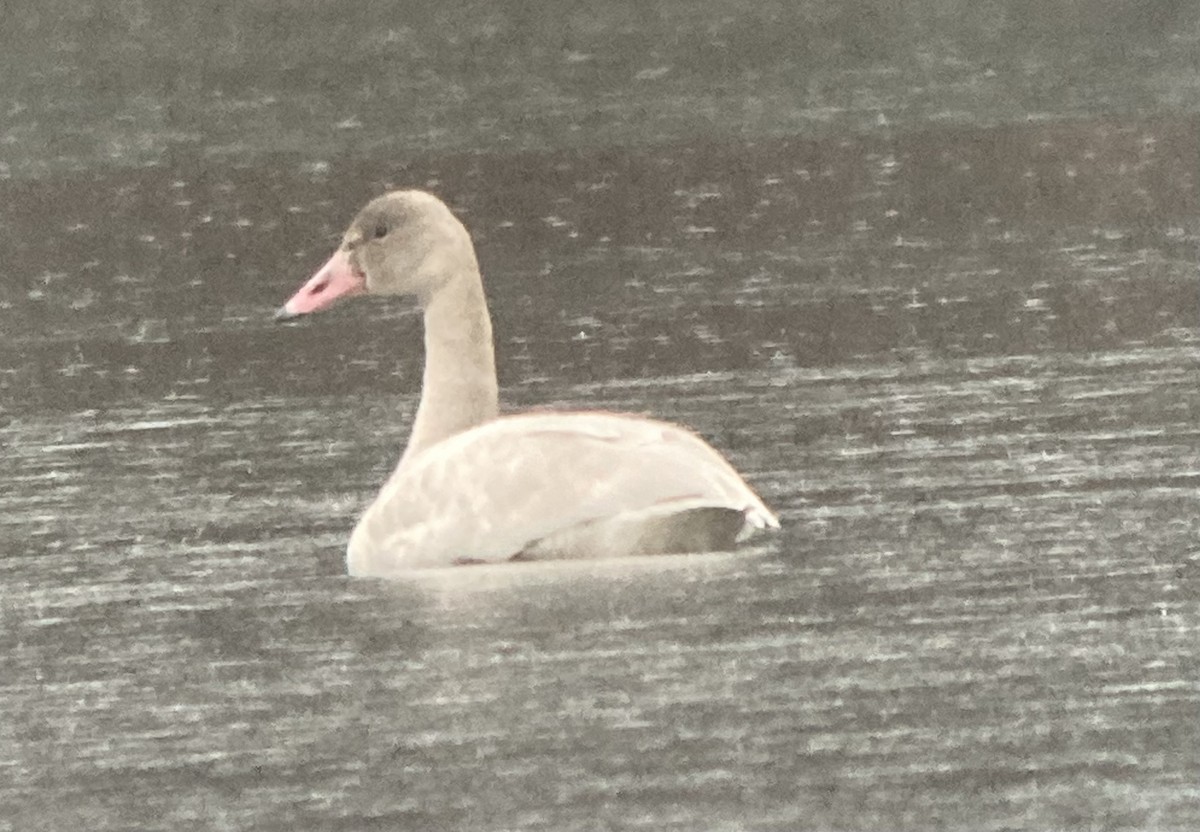 Tundra Swan - ML509761021