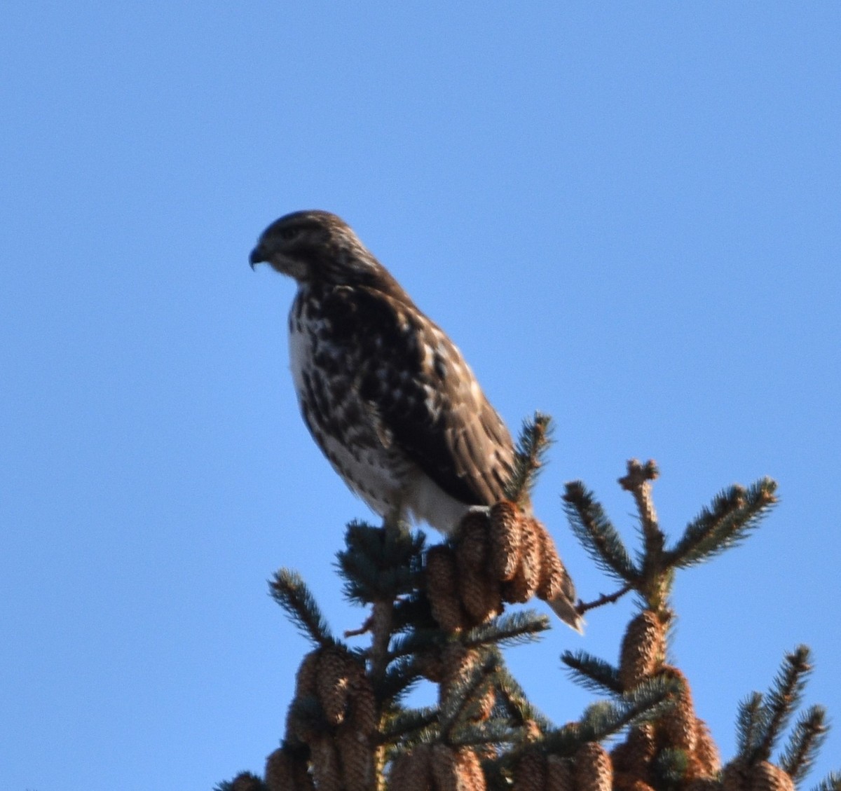 Red-tailed Hawk - ML509761461