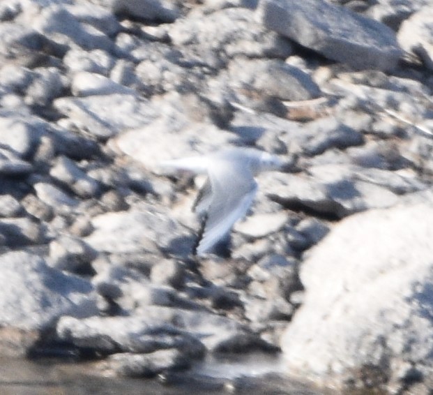 Bonaparte's Gull - ML509761721