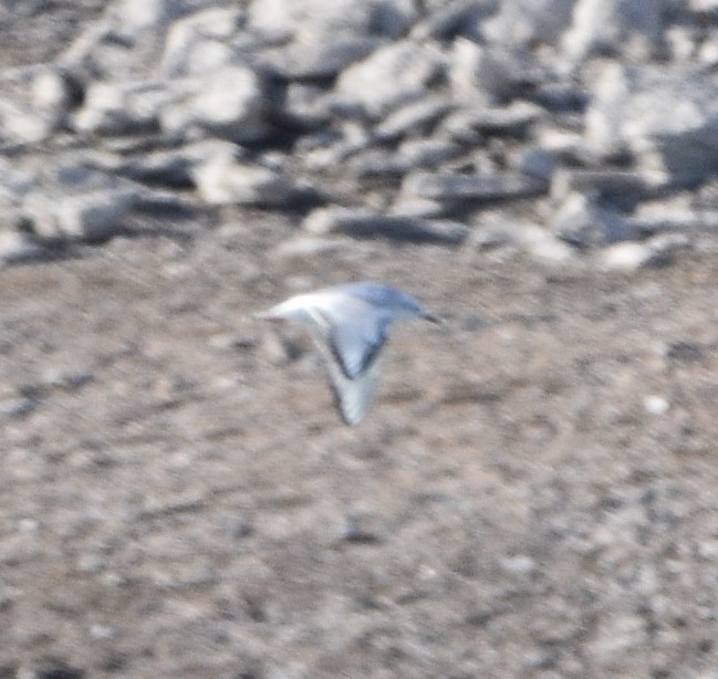 Bonaparte's Gull - ML509761761