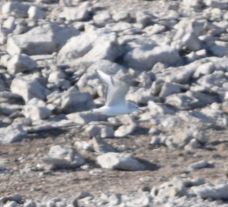 Bonaparte's Gull - ML509761771