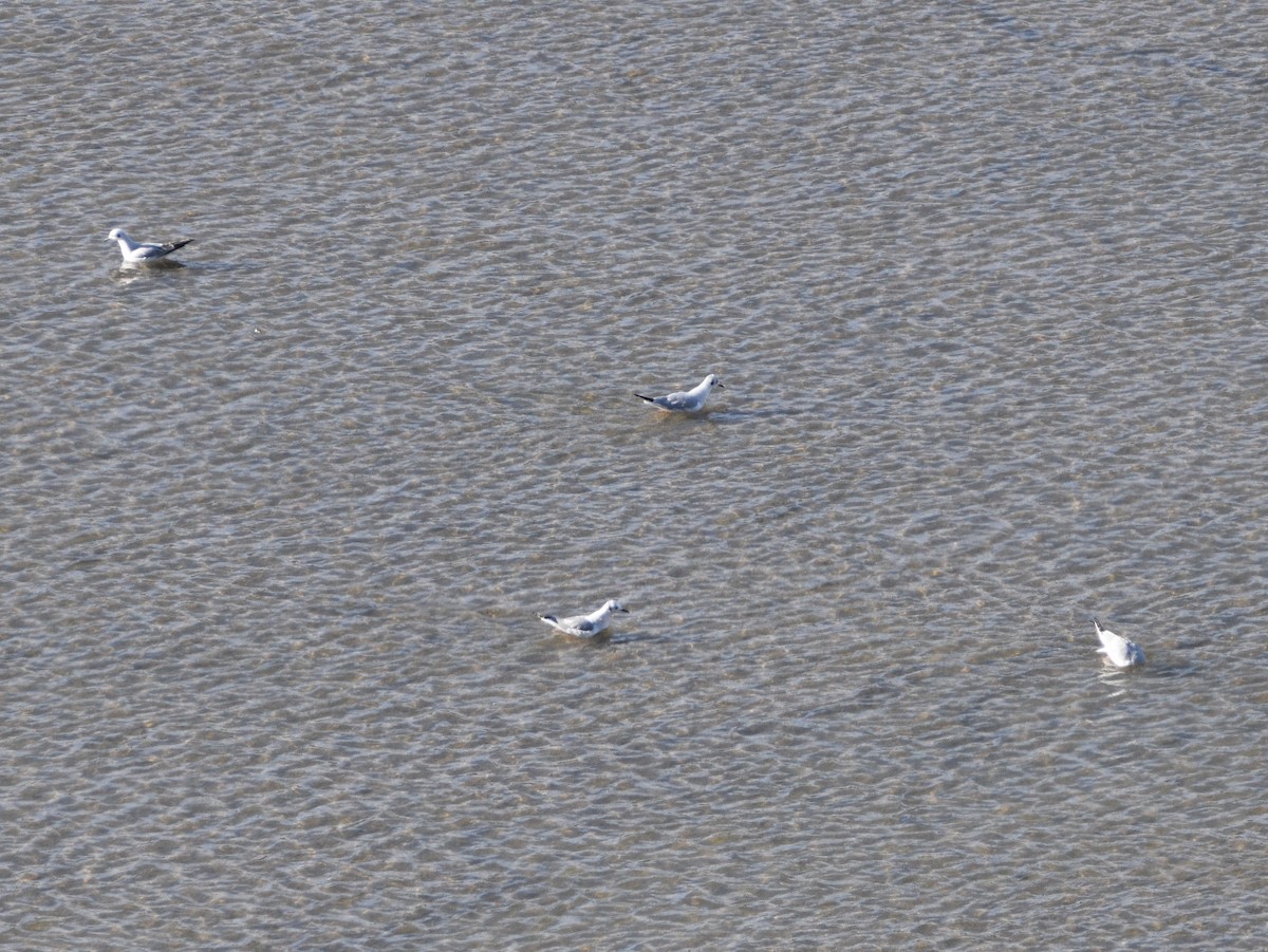 Bonaparte's Gull - ML509761881