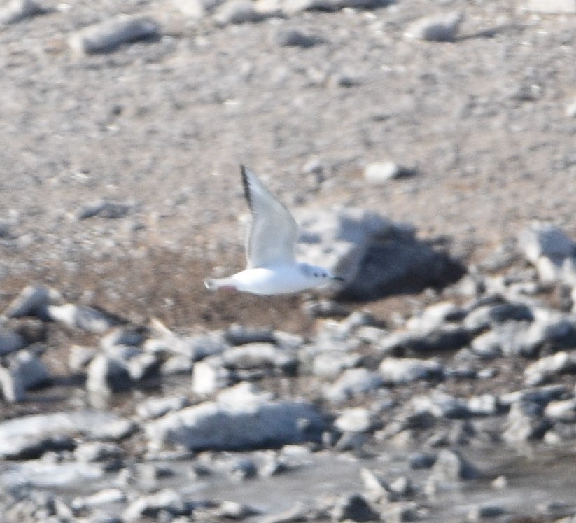 Bonaparte's Gull - ML509761941