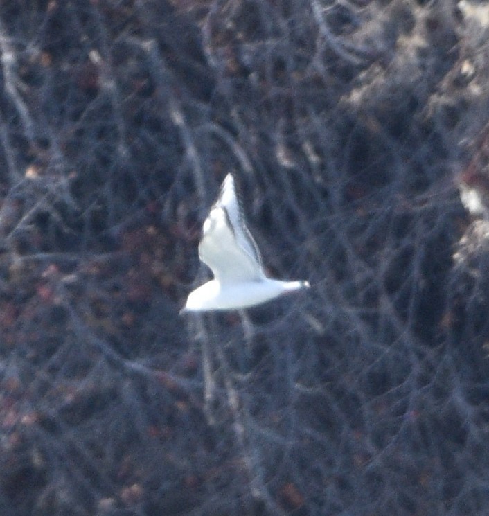 Mouette de Bonaparte - ML509761951