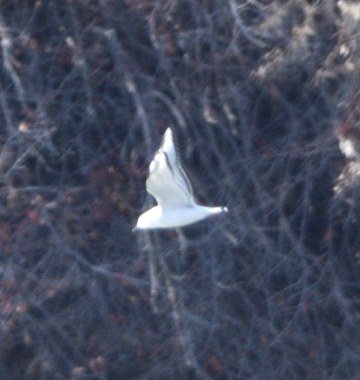 Bonaparte's Gull - ML509761951