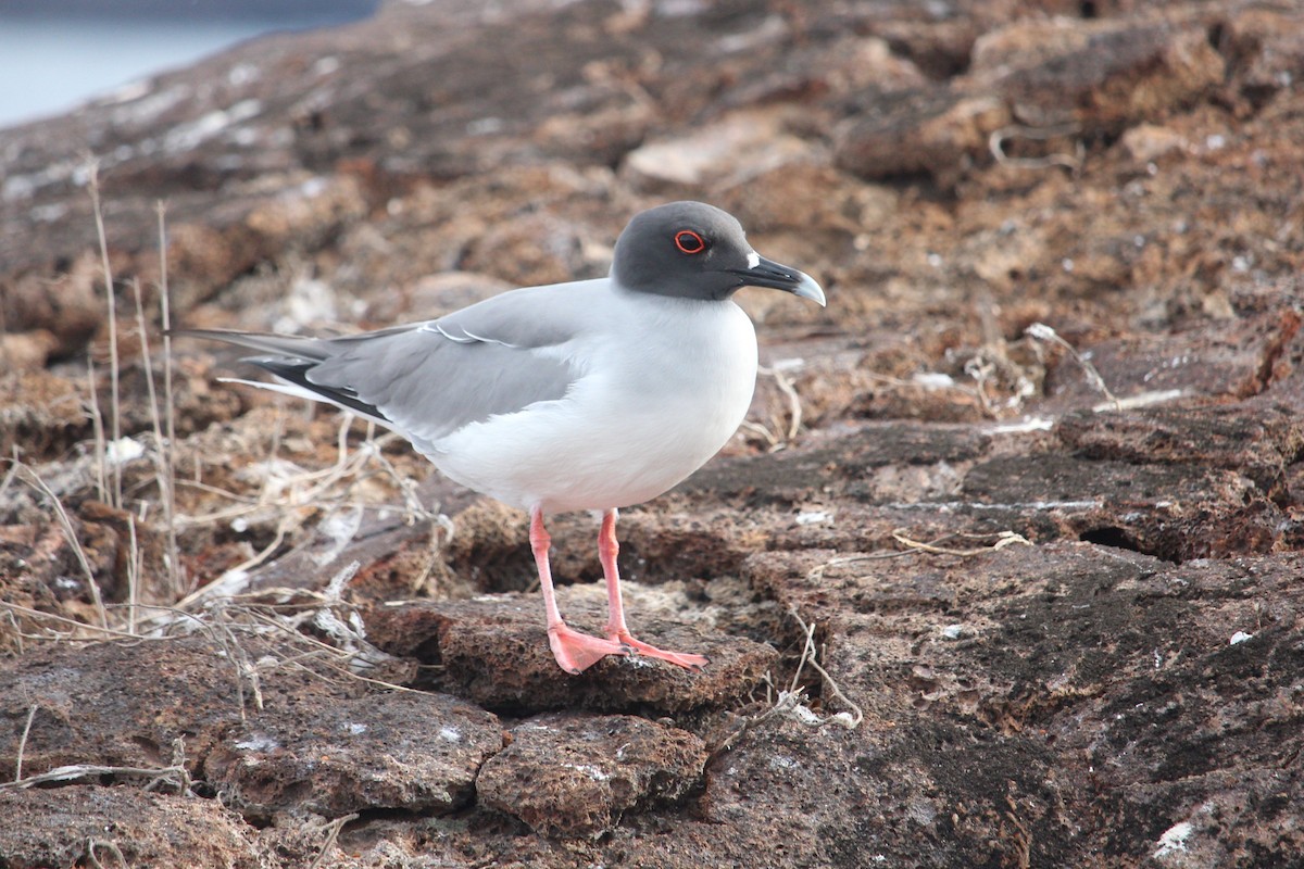 Gaviota Tijereta - ML509762211