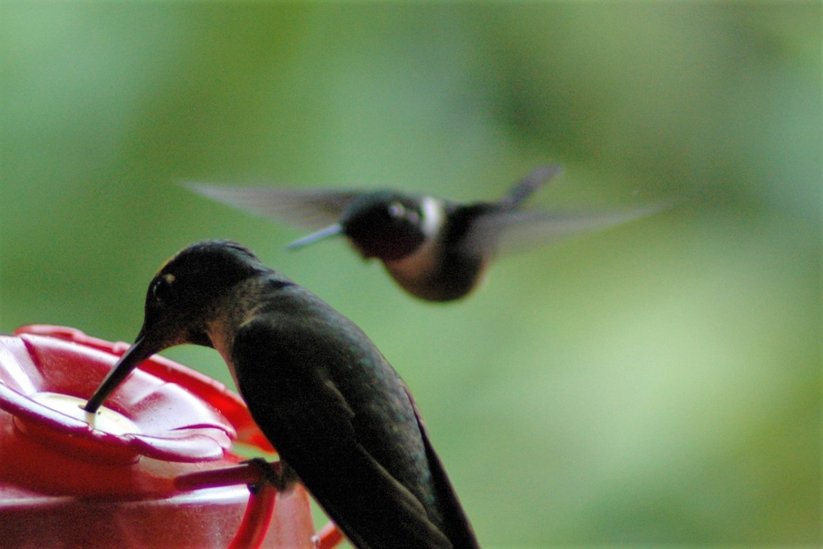 Colibrí de Mitchell - ML50976331