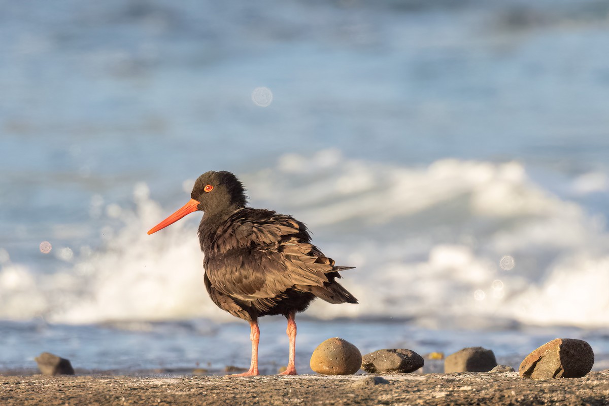 Sooty Oystercatcher - ML509763331