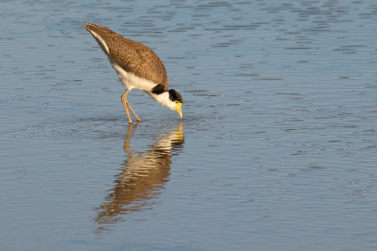 Masked Lapwing - ML509763361