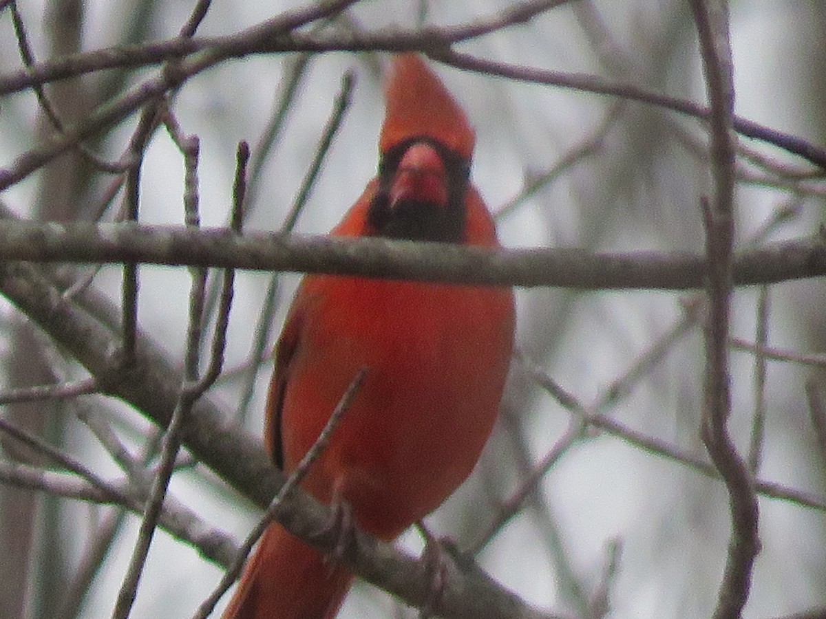 Northern Cardinal - ML509764151