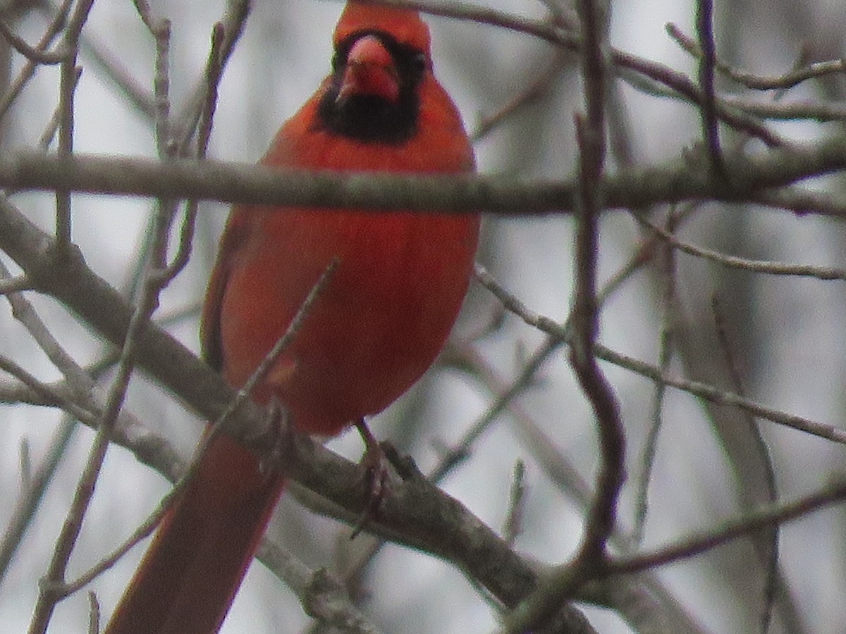 Northern Cardinal - ML509764191