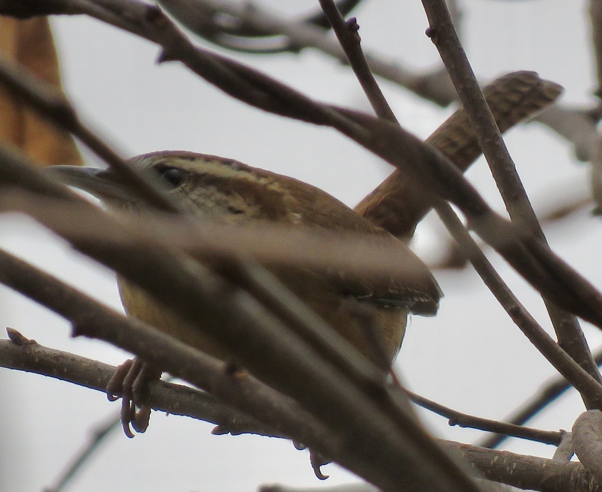Carolina Wren - ML509764291