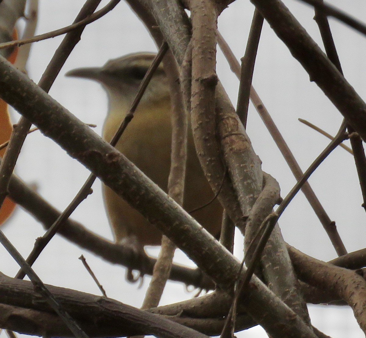Carolina Wren - ML509764341