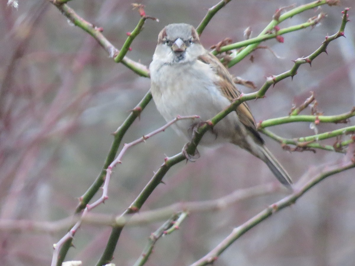 House Sparrow - ML509764451