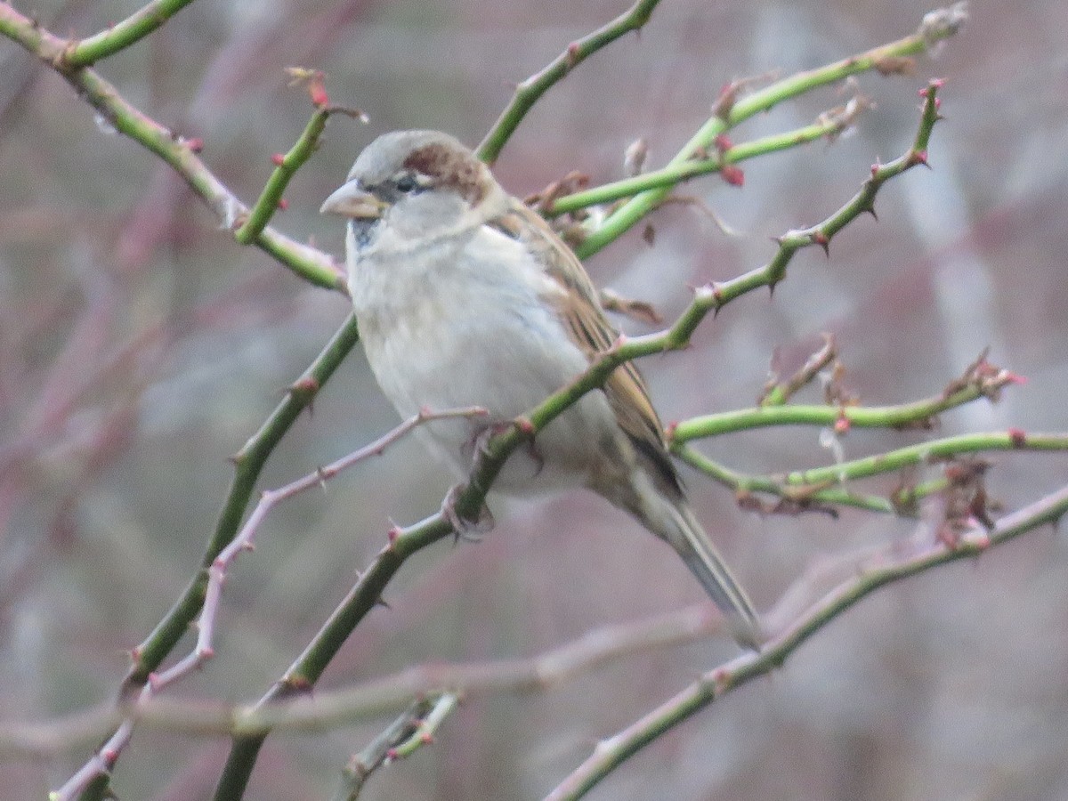 House Sparrow - ML509764491