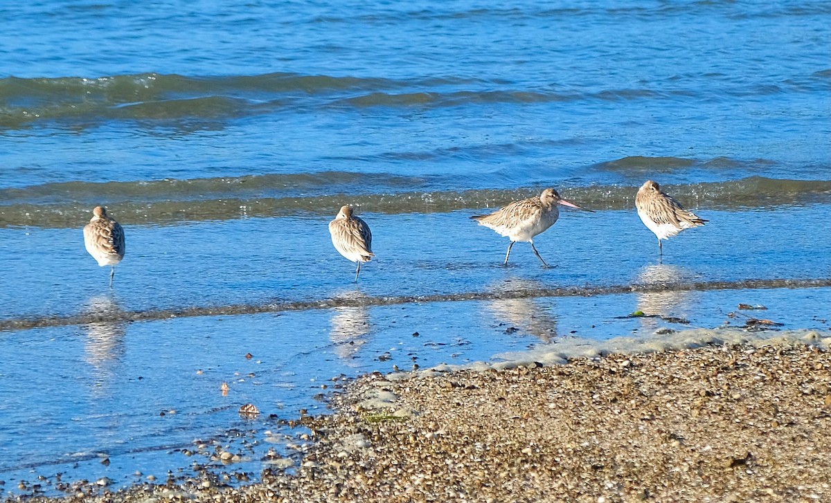 břehouš rudý - ML509764881