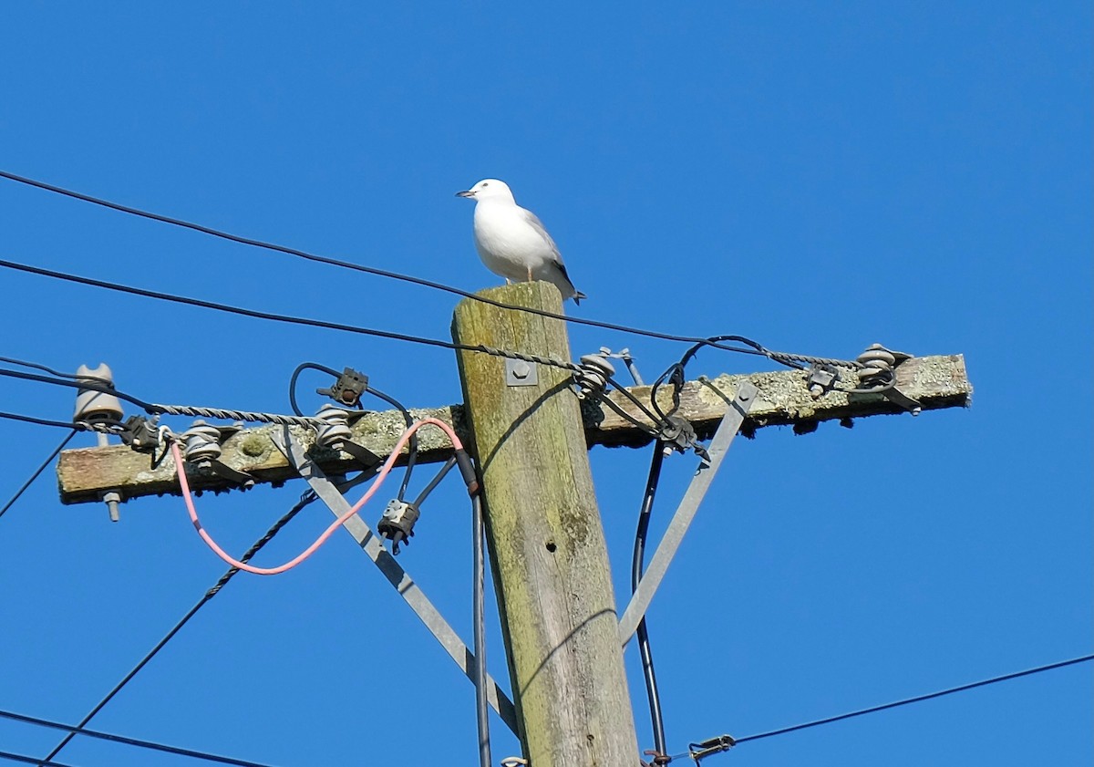 Black-billed Gull - ML509764911