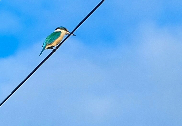 ledňáček posvátný - ML509764981