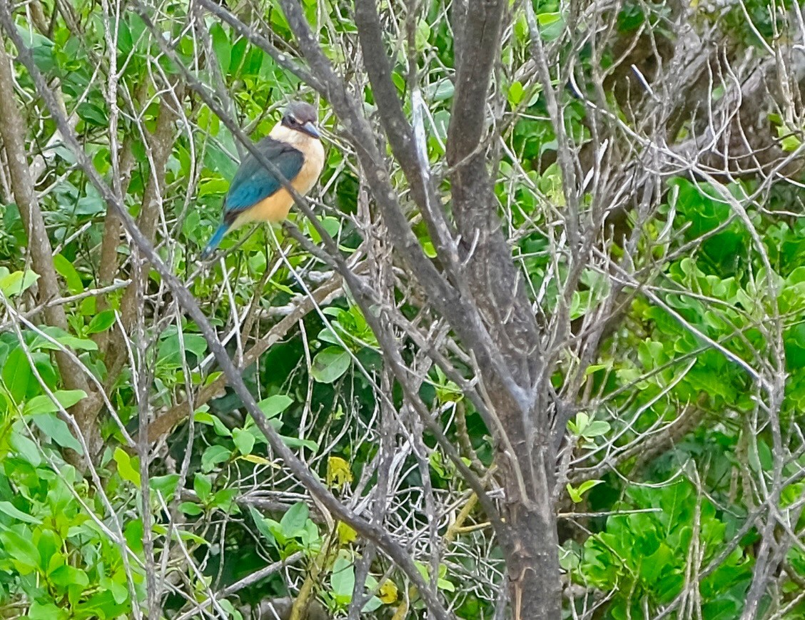 Sacred Kingfisher - Keith Schreer