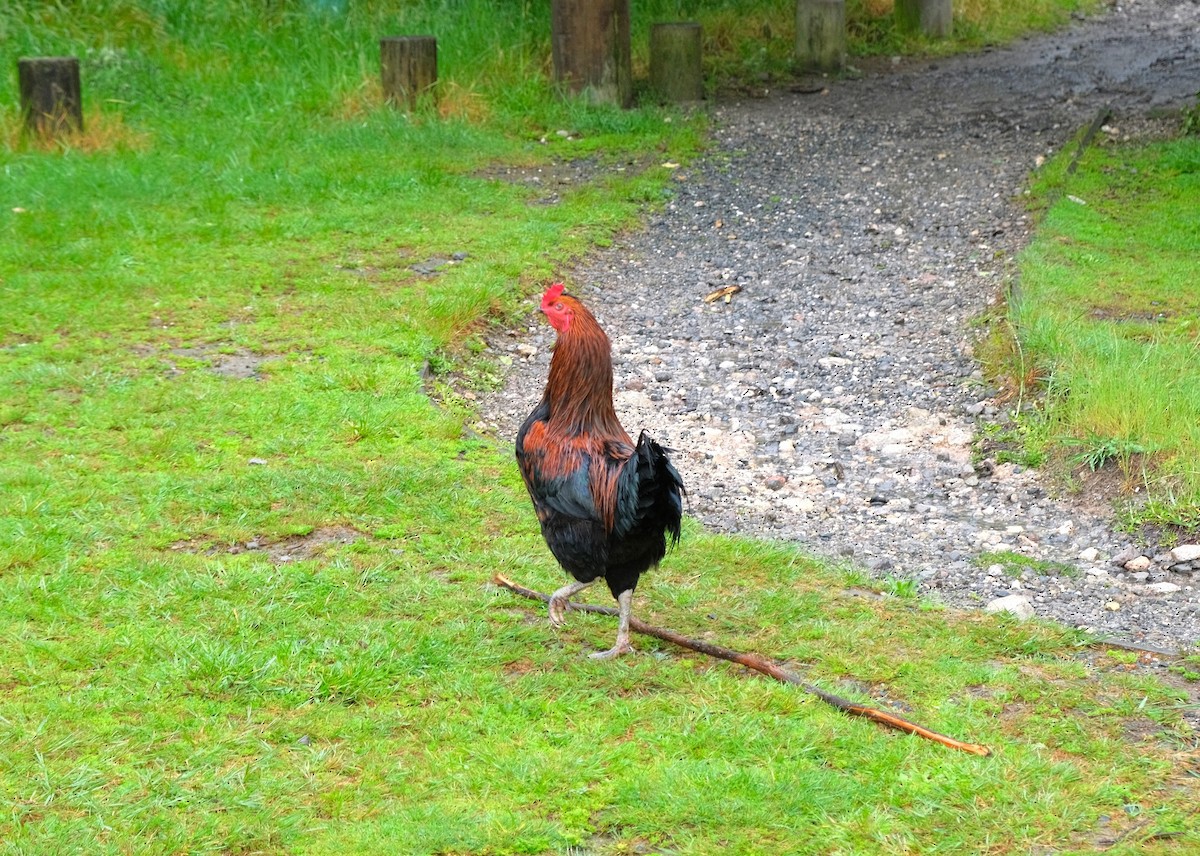 Red Junglefowl (Domestic type) - ML509767031