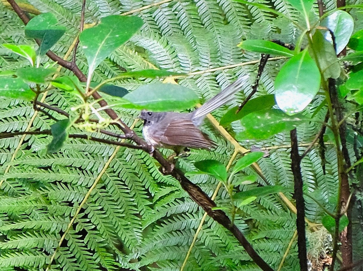 New Zealand Fantail - ML509767091