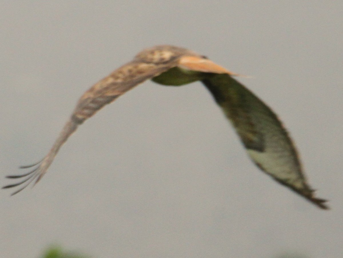 Red-tailed Hawk - ML509767271